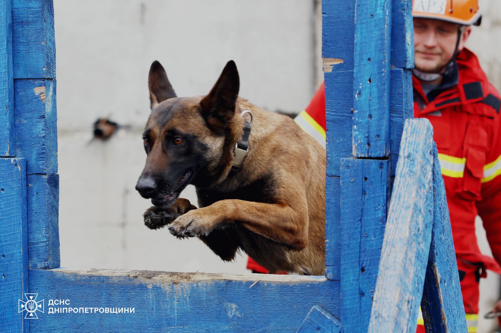 Фіджі і Арно: чотирилапі герої Дніпровщини рятують життя під завалами