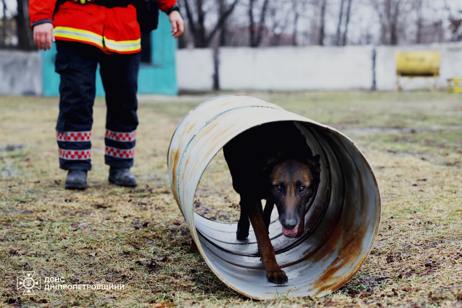 Фіджі і Арно: чотирилапі герої Дніпровщини рятують життя під завалами