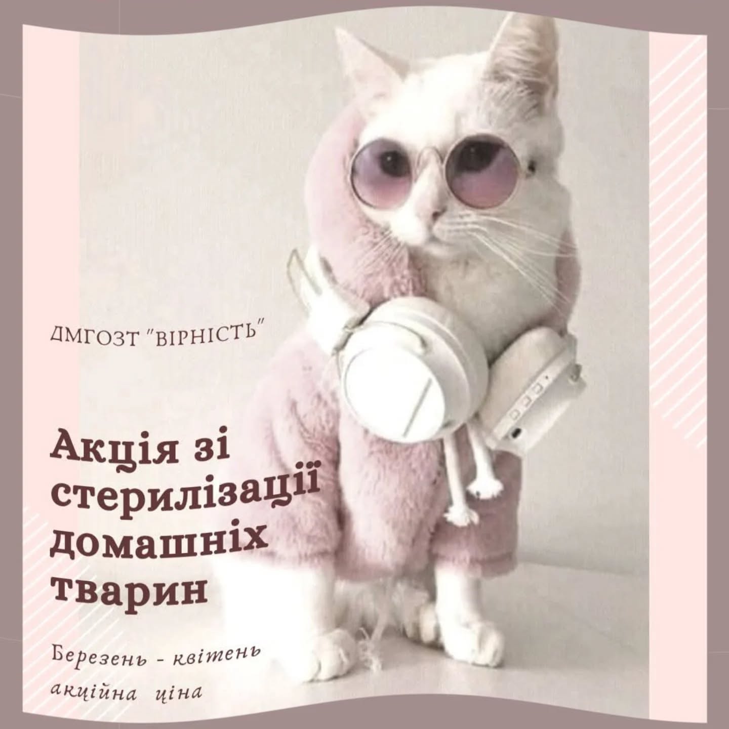 У Дніпрі та Синельниковому стерилізуватимуть тварин зі знижкою – як записатися