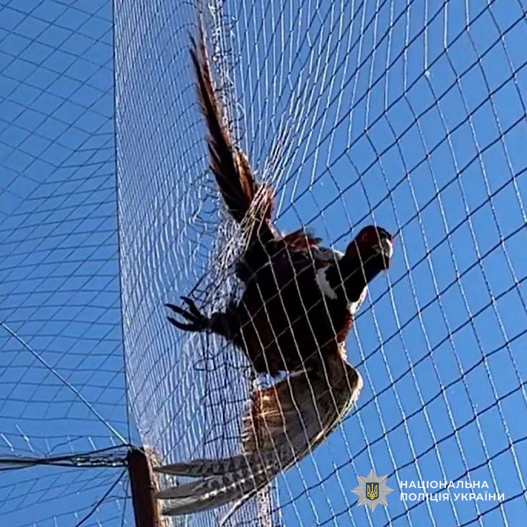 Заплутався у захисній сітці: поліцейські врятували фазана в Нікопольському районі