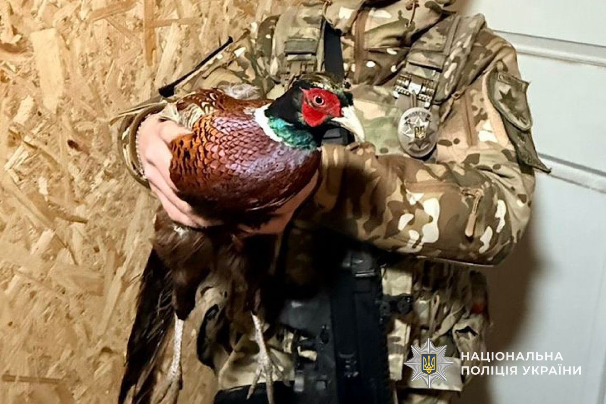 Заплутався у захисній сітці: поліцейські врятували фазана в Нікопольському районі