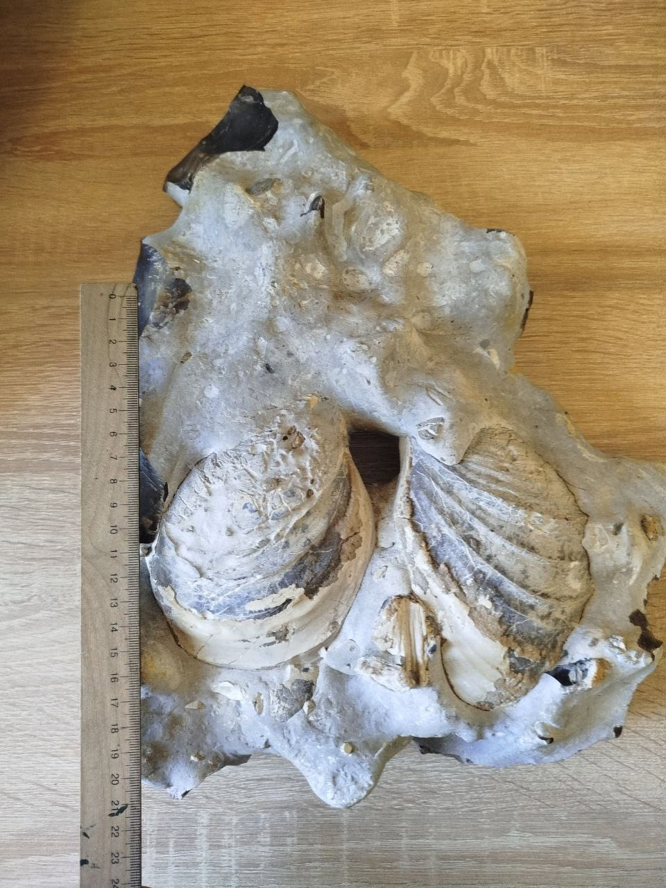 Молюски, яким 145 млн років: у Дніпрі покажуть скам’янілості давніх істот