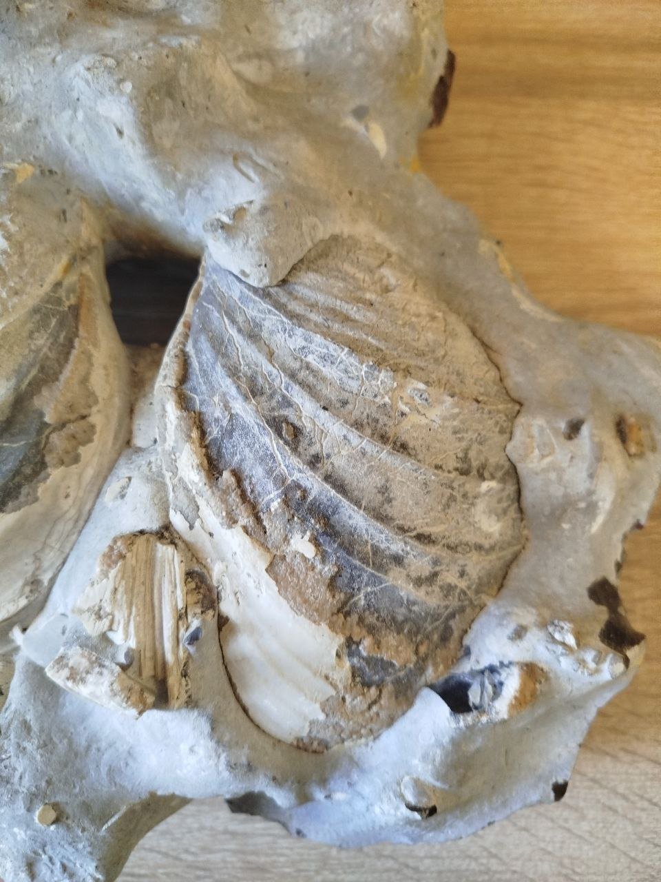 Молюски, яким 145 млн років: у Дніпрі покажуть скам’янілості давніх істот