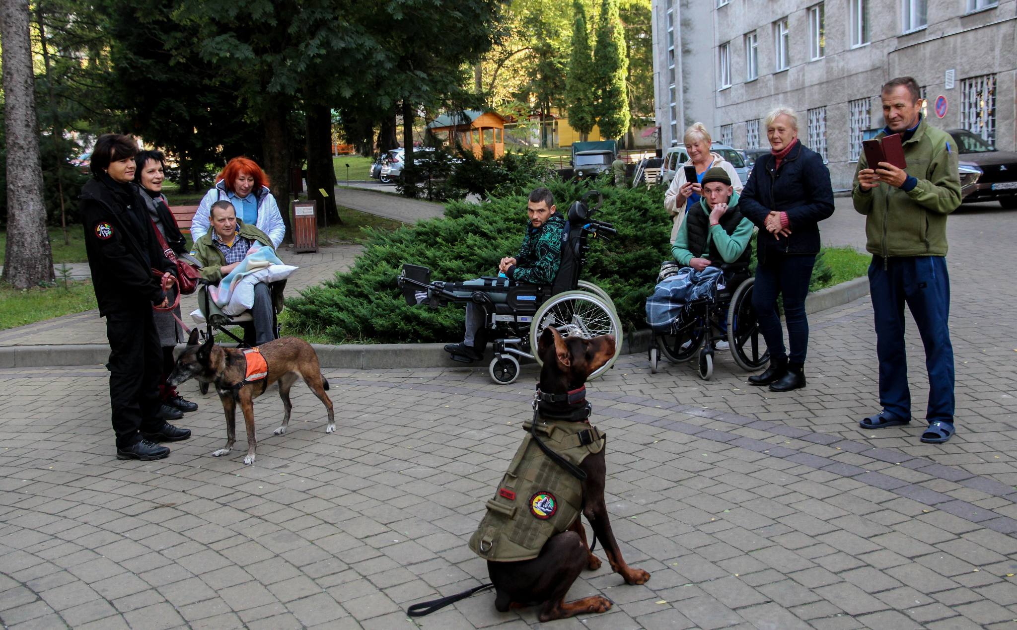 Знайшла понад 170 загиблих і рятувала людей: померла легендарна собака Ханна з Павлограда
