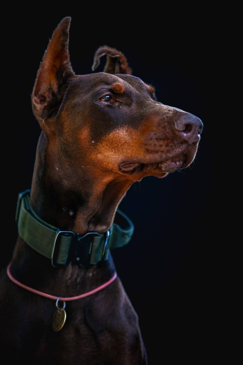 Знайшла понад 170 загиблих і рятувала людей: померла легендарна собака Ханна з Павлограда